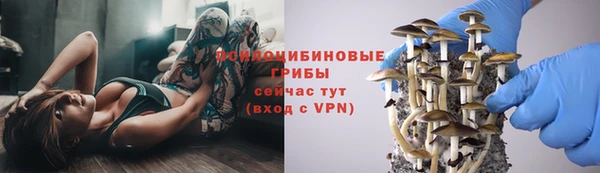 прущие грибы Абинск